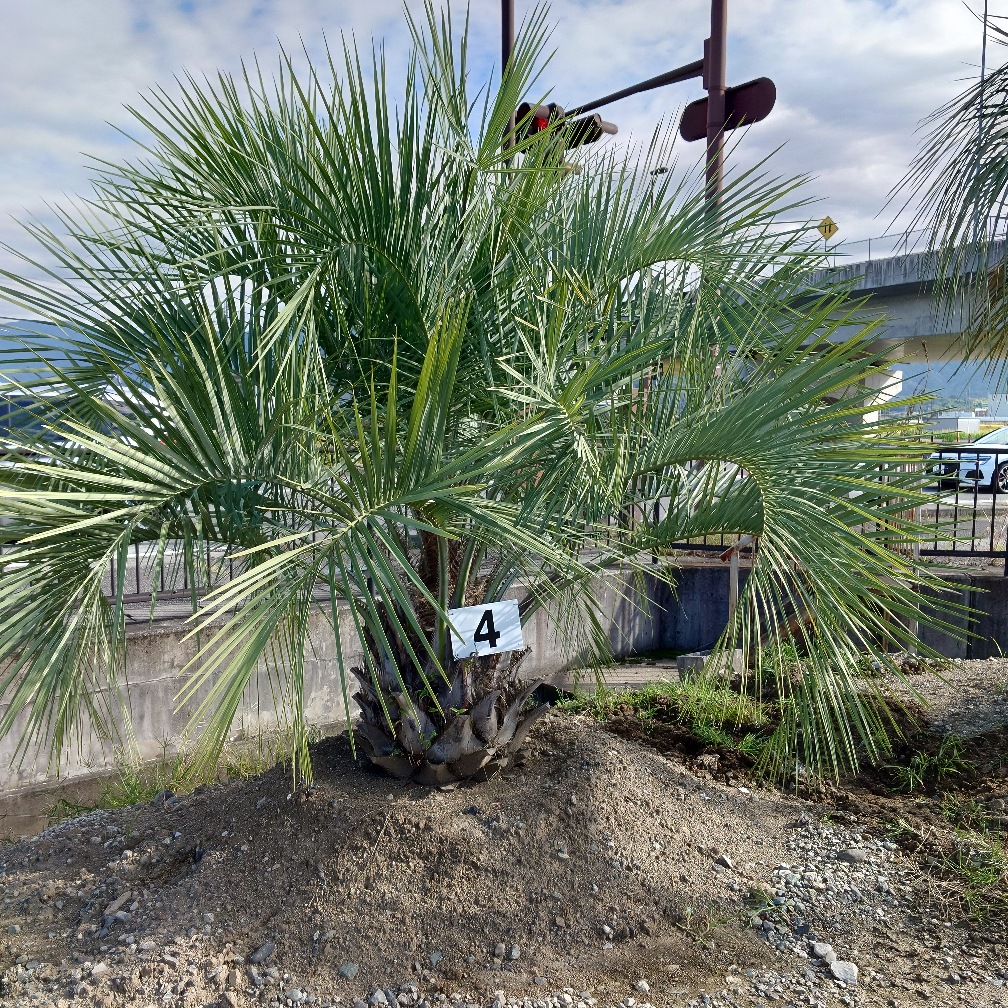 ココスヤシ4｜Play Garden（株式会社プレイガーデン）