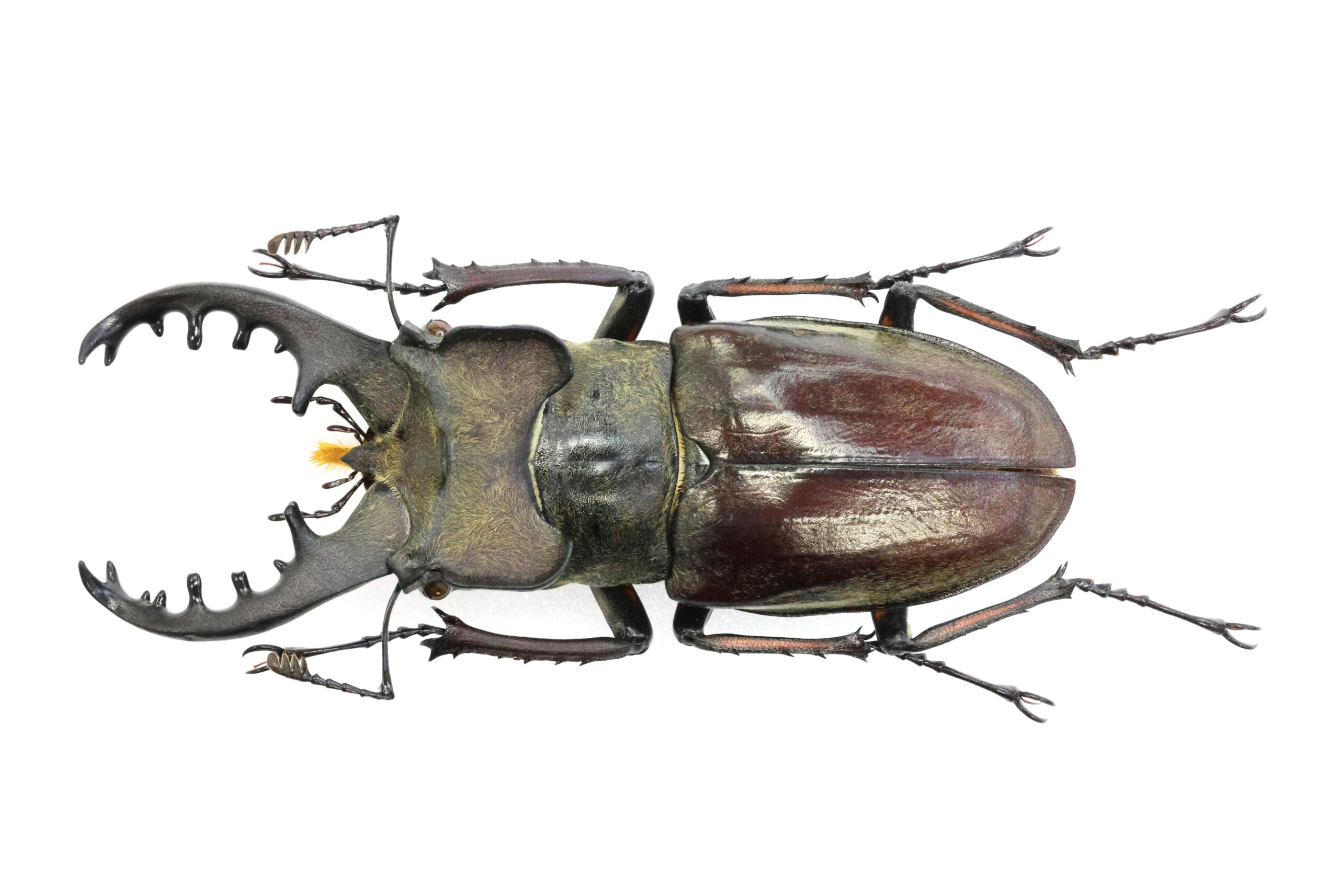 76.6 ㎜ ］伊豆半島のGuinness級…たぶん | Project WILD MUSEUM