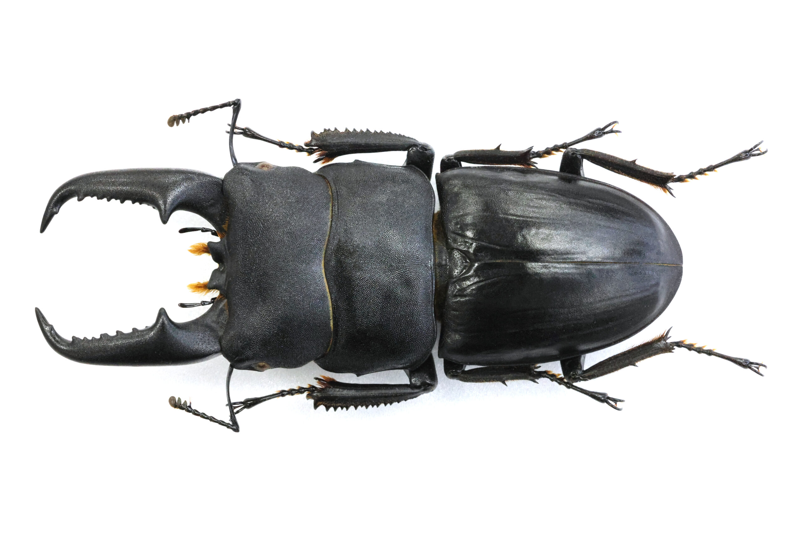 68.4 ㎜ ］太い大アゴ！ | Project WILD MUSEUM クワガタ大図鑑