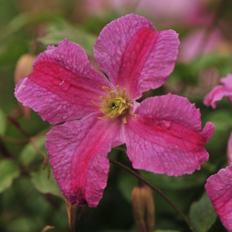 PINK MINK® Clematis - Proven Winners ColorChoice Flowering Shrubs