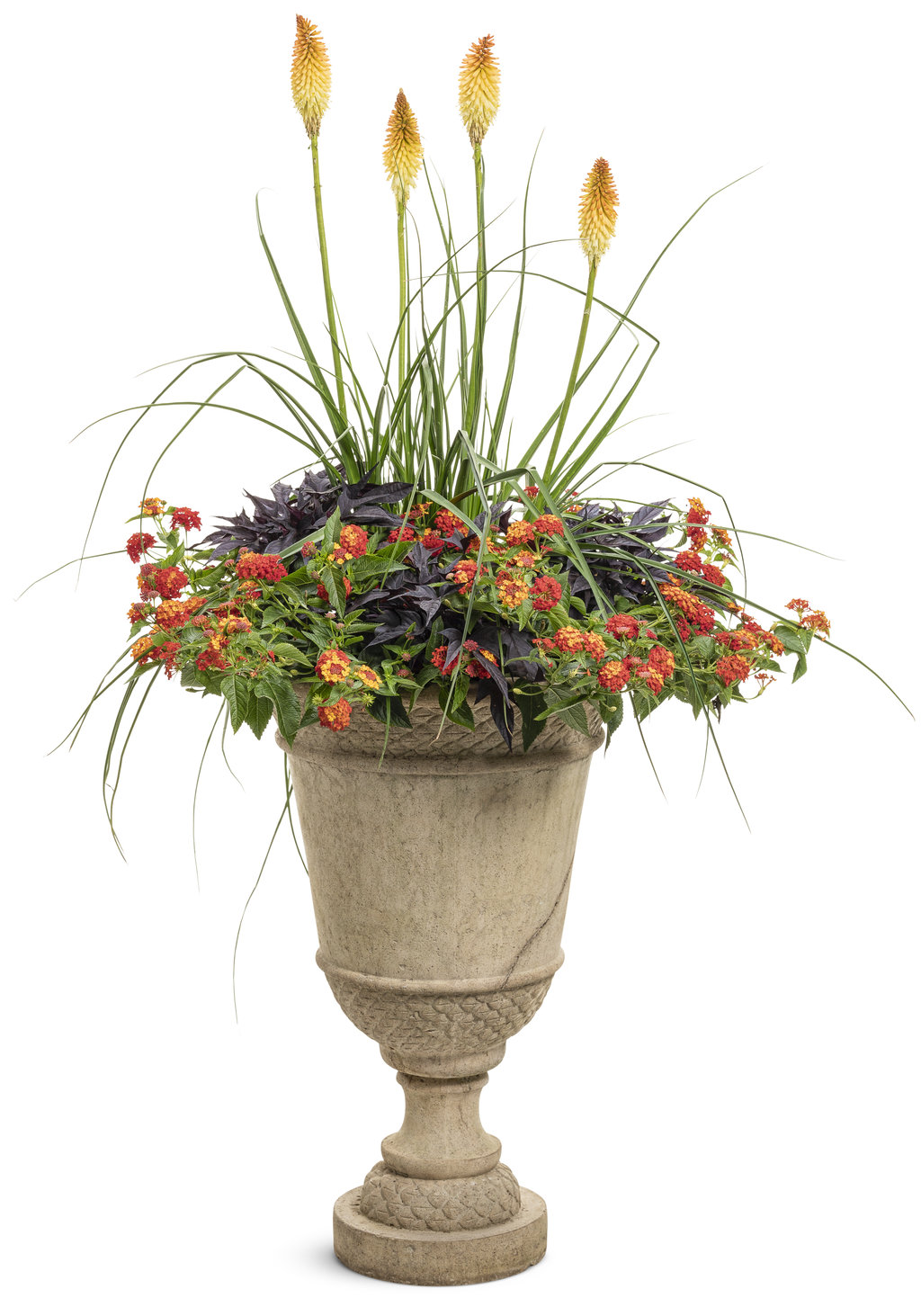 Pyromania® 'Hot and Cold' - Red Hot Poker - Kniphofia hybrid