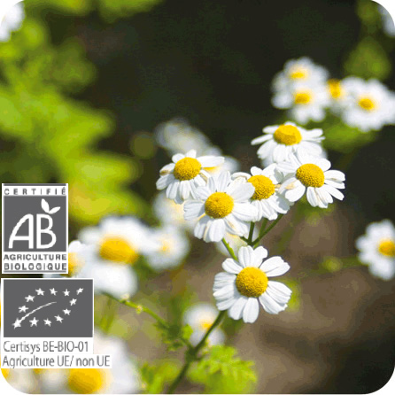 カモマイル・ローマン – プラナロム エッセンシャルオイル・精油｜健草