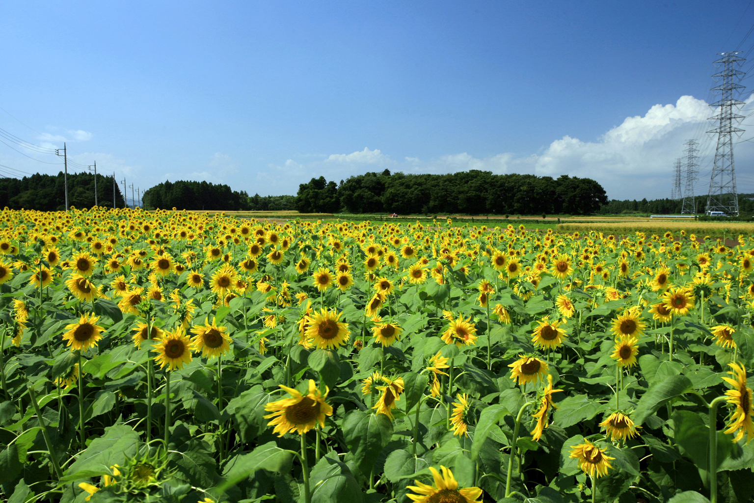 夏]ひまわり／茨城県