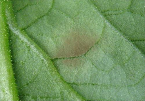 トマトの病気／京都府ホームページ