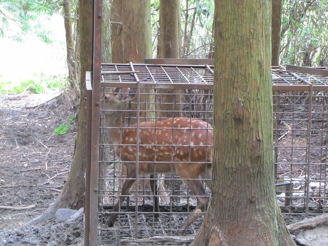 三重県｜林業研究所：ニホンジカの捕獲方法について