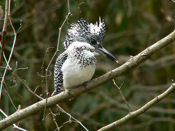 展示鳥類剥製（ヤマセミ） - 新潟県ホームページ