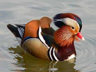 展示鳥類剥製（オシドリ） - 新潟県ホームページ