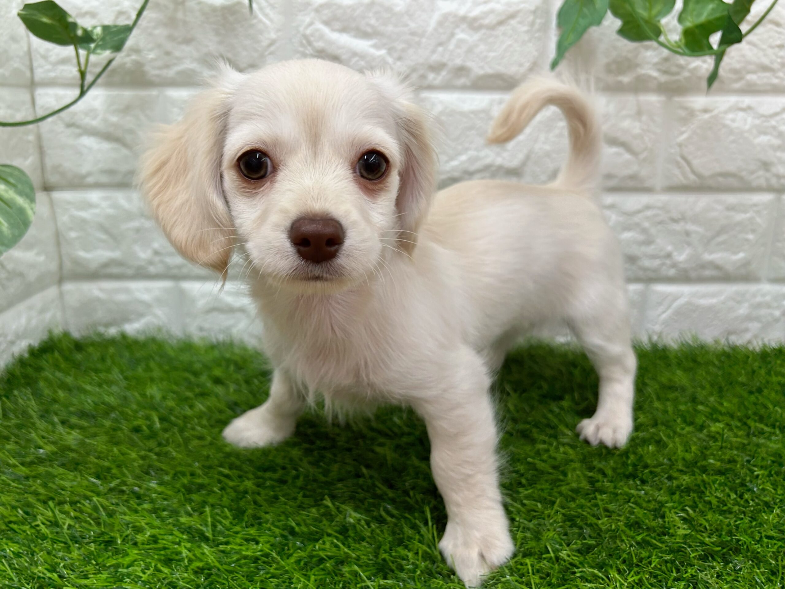 MIX(父チワワ×母ミニチュアダックスフンド） « ペットショップ ふしみ