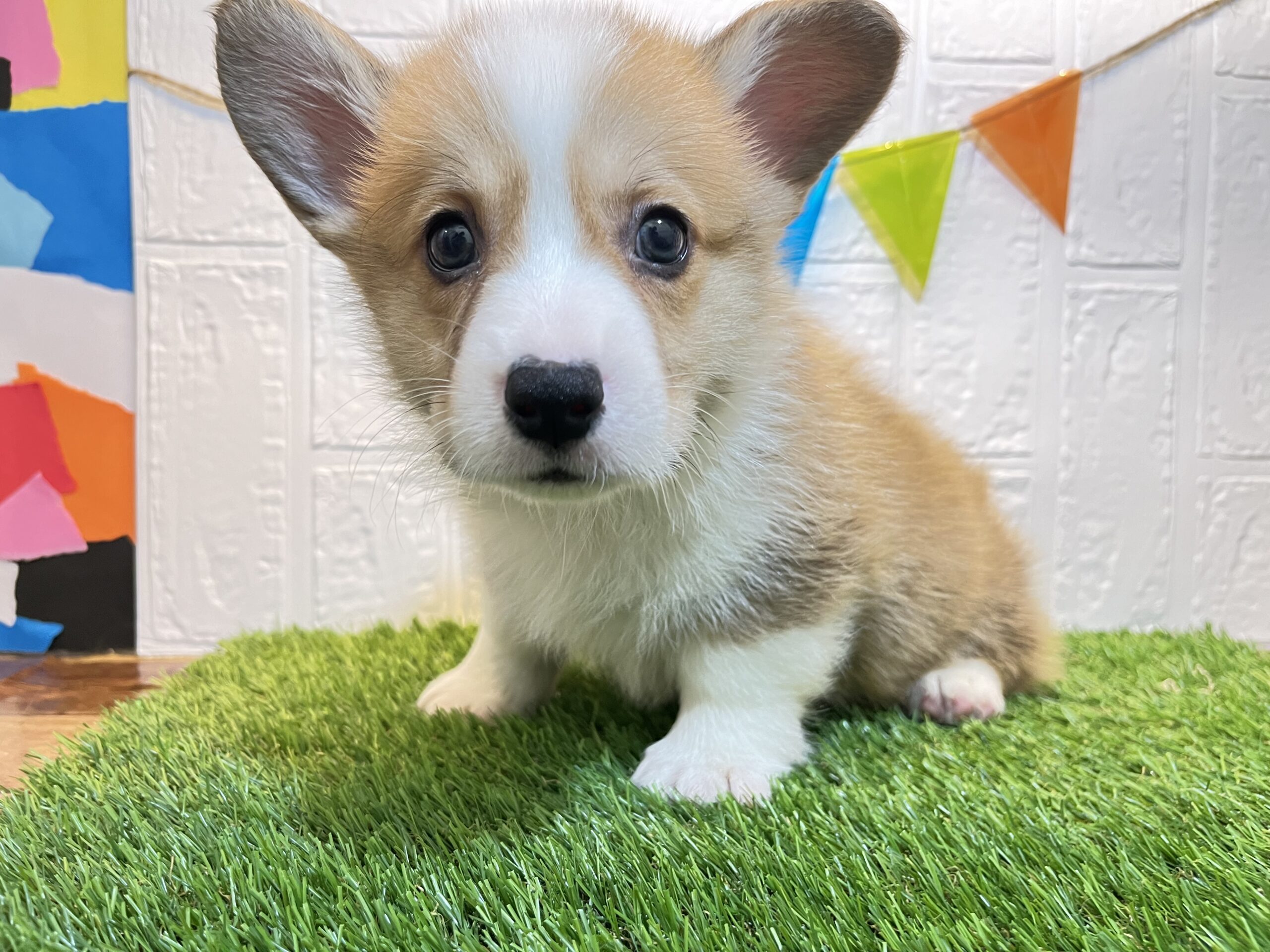 ⑦ウェルシュコーギーペンブローク « ペットショップ ふしみ