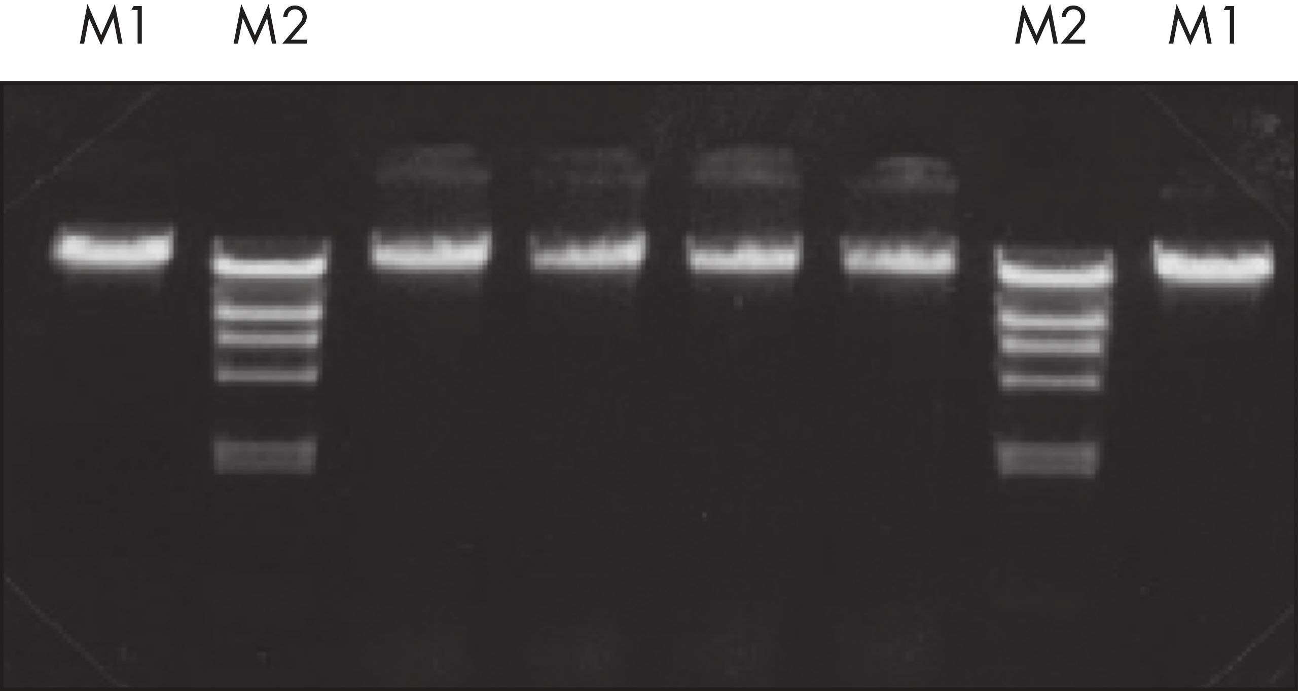 Puregene Kits: Precipitation-Based DNA Purification | QIAGEN
