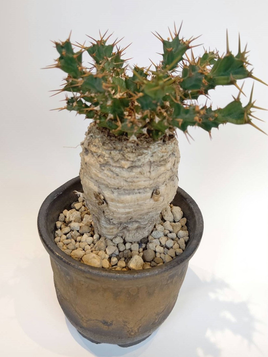 C-003】Euphorbia clavigera（ユーフォルビア クラビゲラ） – 福岡