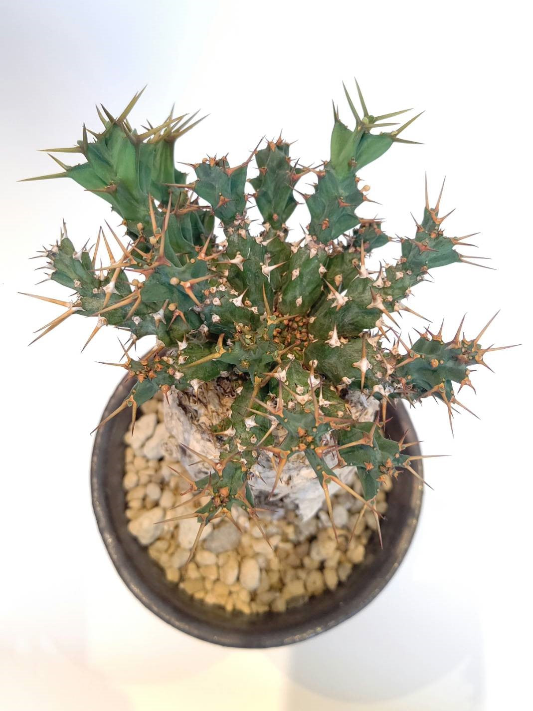 C-003】Euphorbia clavigera（ユーフォルビア クラビゲラ） – 福岡