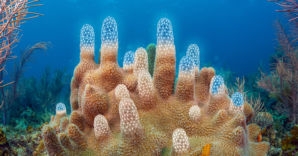 The 'Elegant' Math Model That Could Help Rescue Coral Reefs