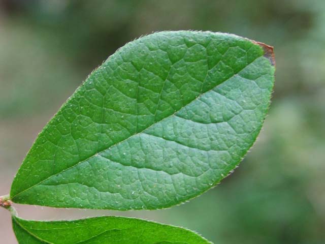 ヤマウグイスカグラ