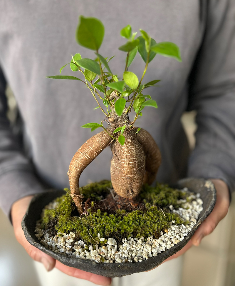 楽天市場】盆栽 ガジュマル くらま岩器風鉢 多幸の樹 縁起の樹