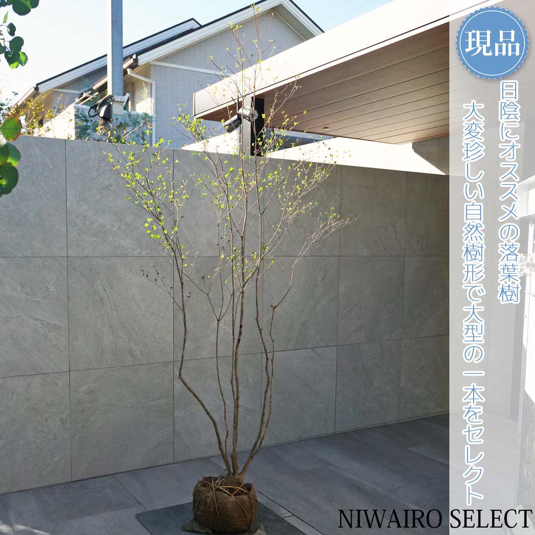 楽天市場】【現品】山採り【アブラツツジ】アブラドウダンツツジ 油