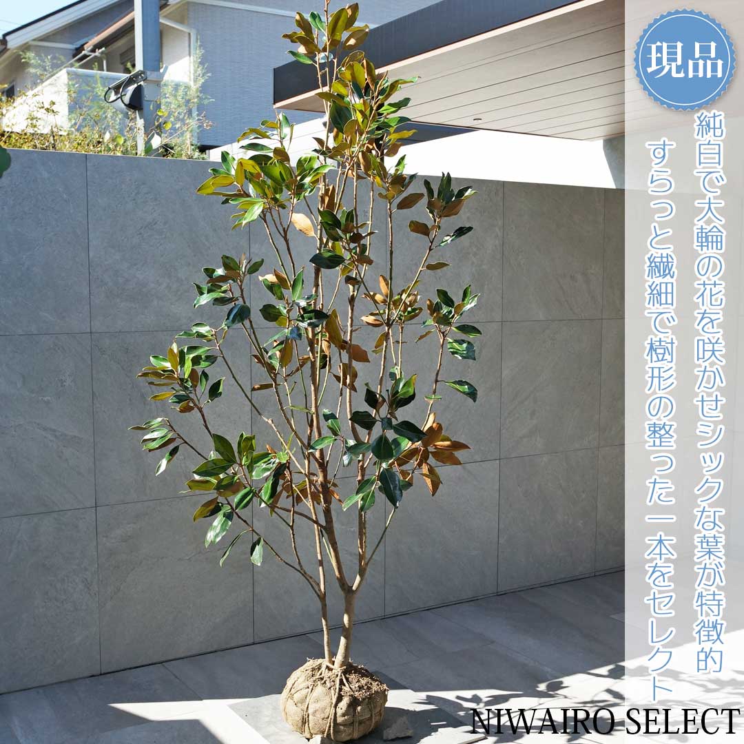 楽天市場】【現品】【リトルジェム】タイサンボク 泰山木 矮性 株立ち