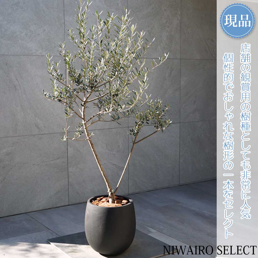楽天市場】【現品】鉢植え【オリーブの木】マンザニロ 自然風樹形 全高