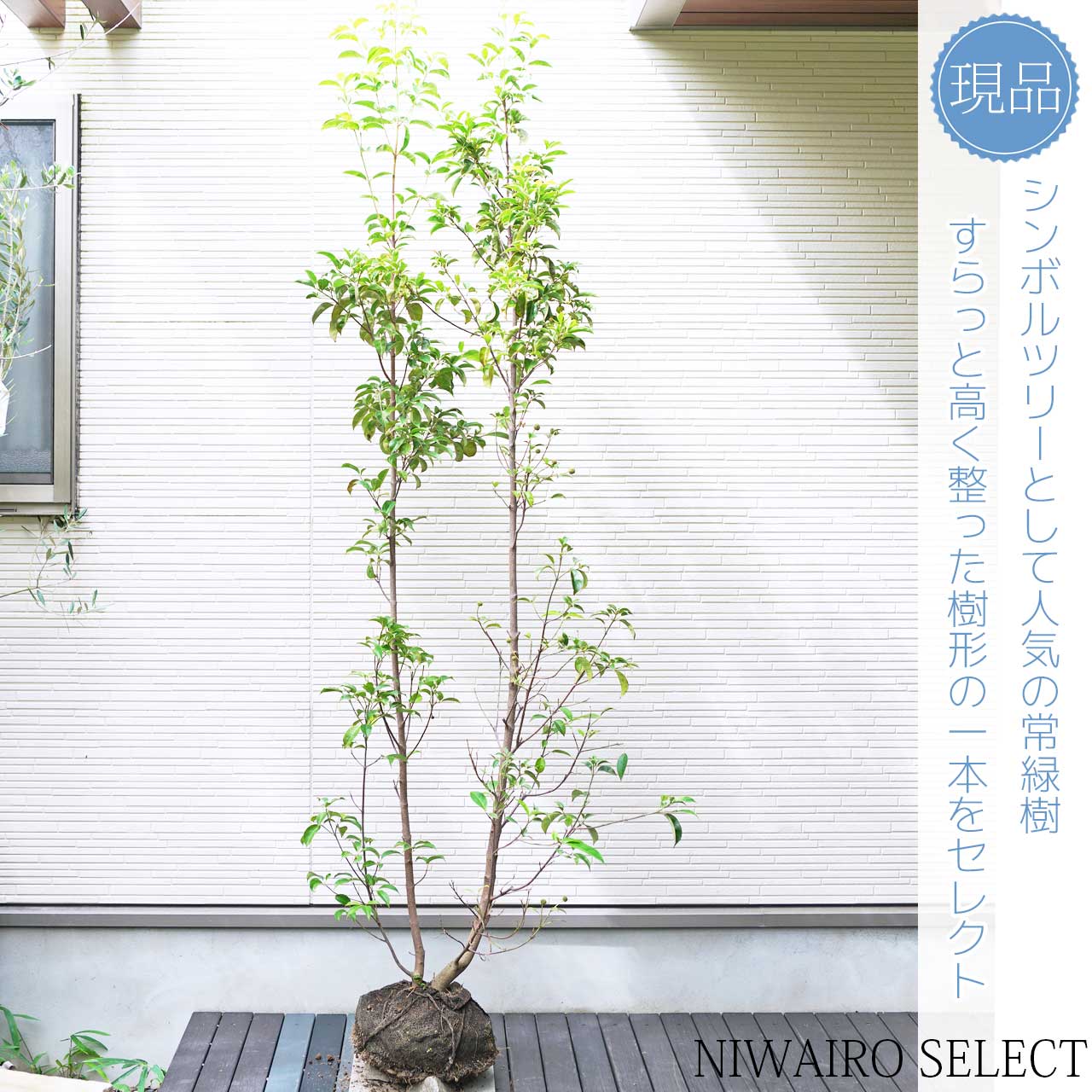 楽天市場】【常緑ヤマボウシ】山法師 ホンコンエンシス 月光 株立ち