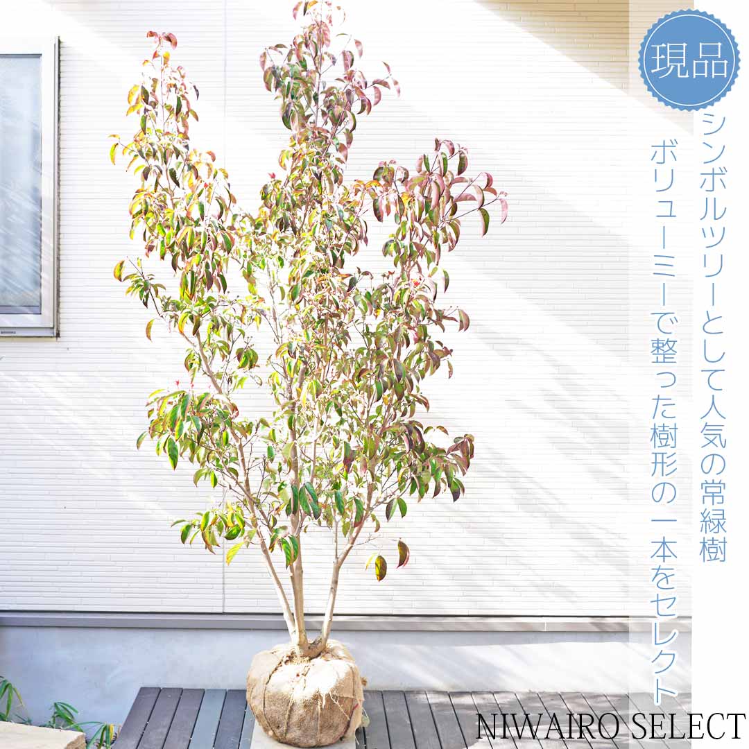 楽天市場】【常緑ヤマボウシ】山法師 ホンコンエンシス 月光 本株立ち