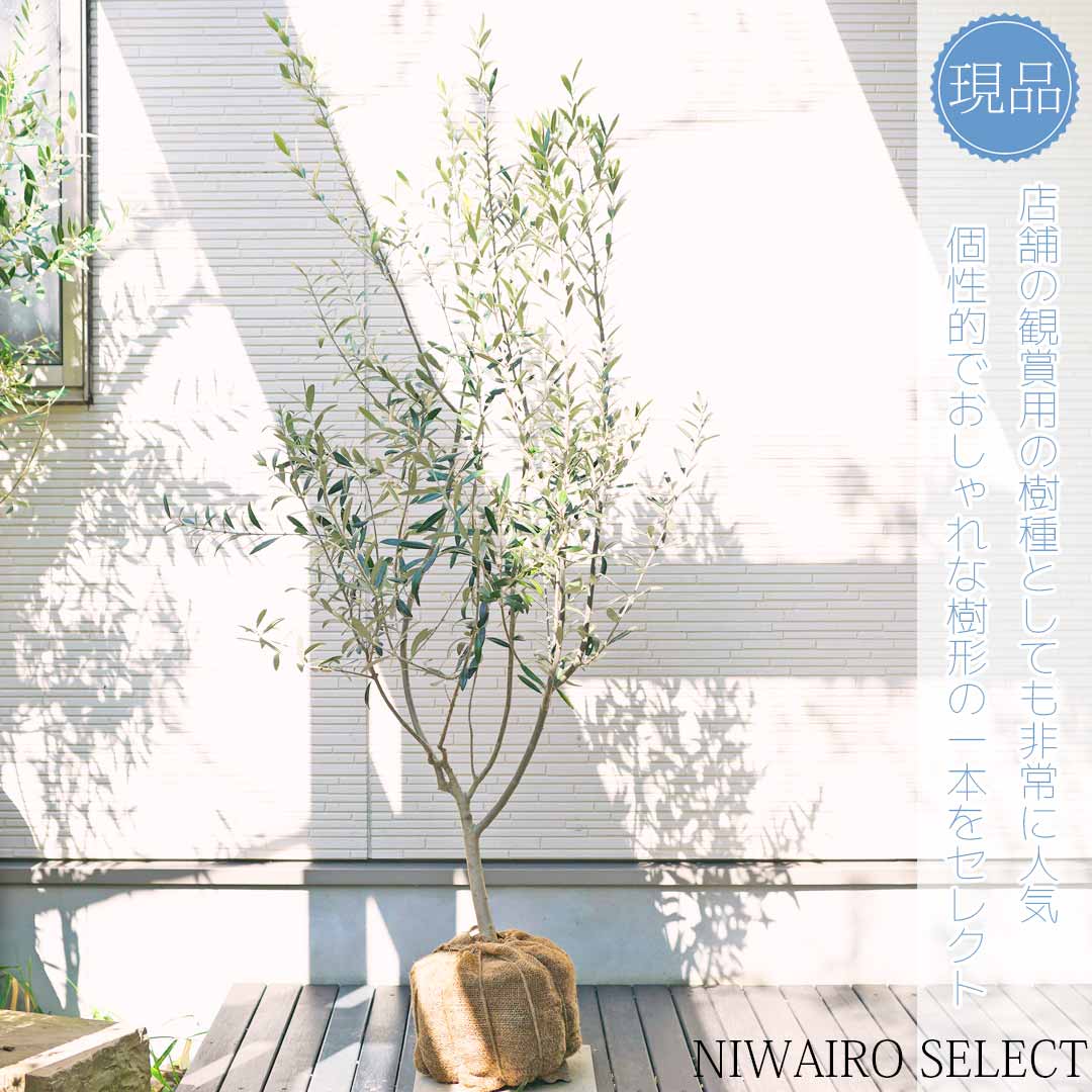 楽天市場】【オリーブの木】モライオロ 自然風樹形 樹高H≒160 × 枝張W