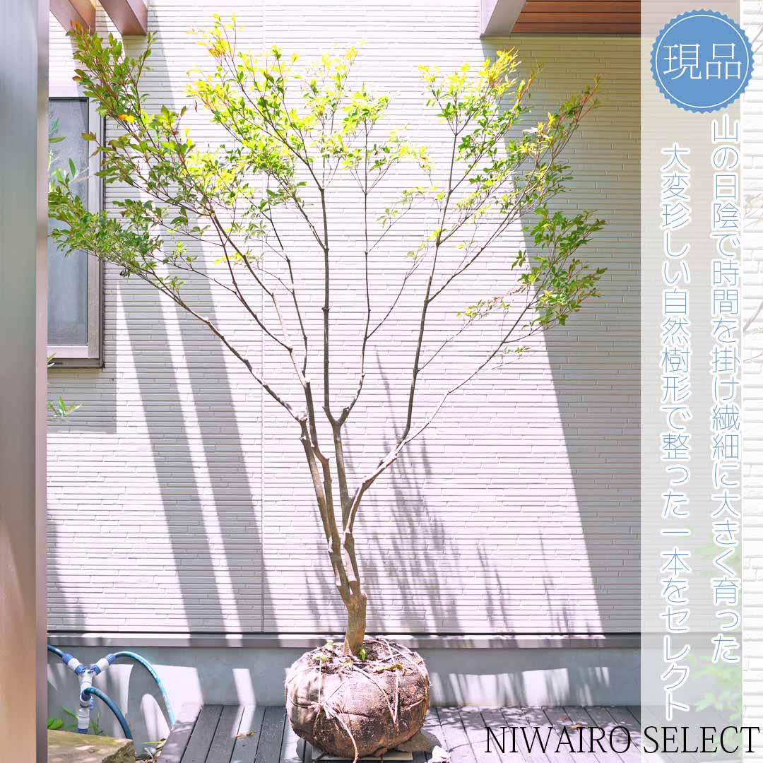 楽天市場】【現品】山採り【大型ドウダンツツジ】自然風樹形 樹高H