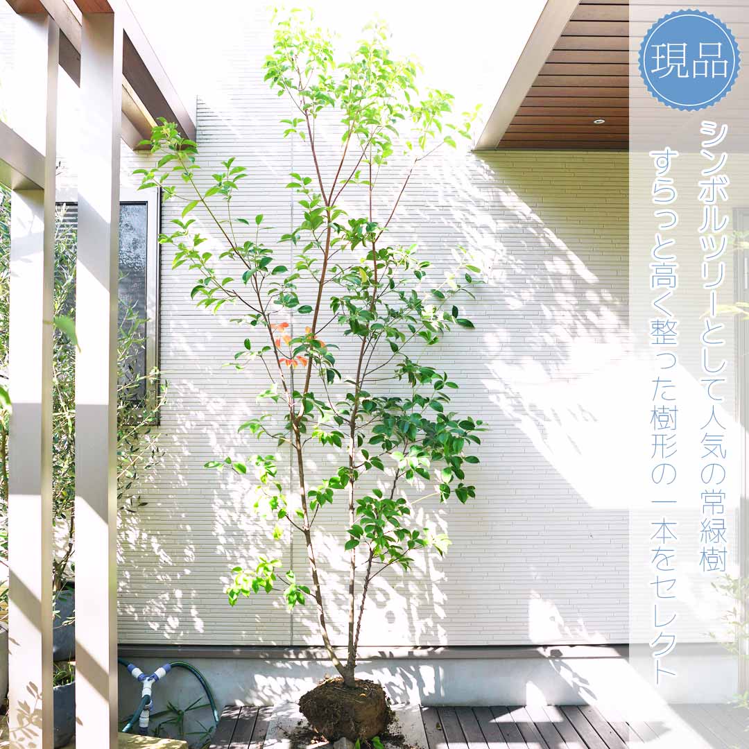 楽天市場】【常緑ヤマボウシ】山法師 ホンコンエンシス 月光 本株立ち