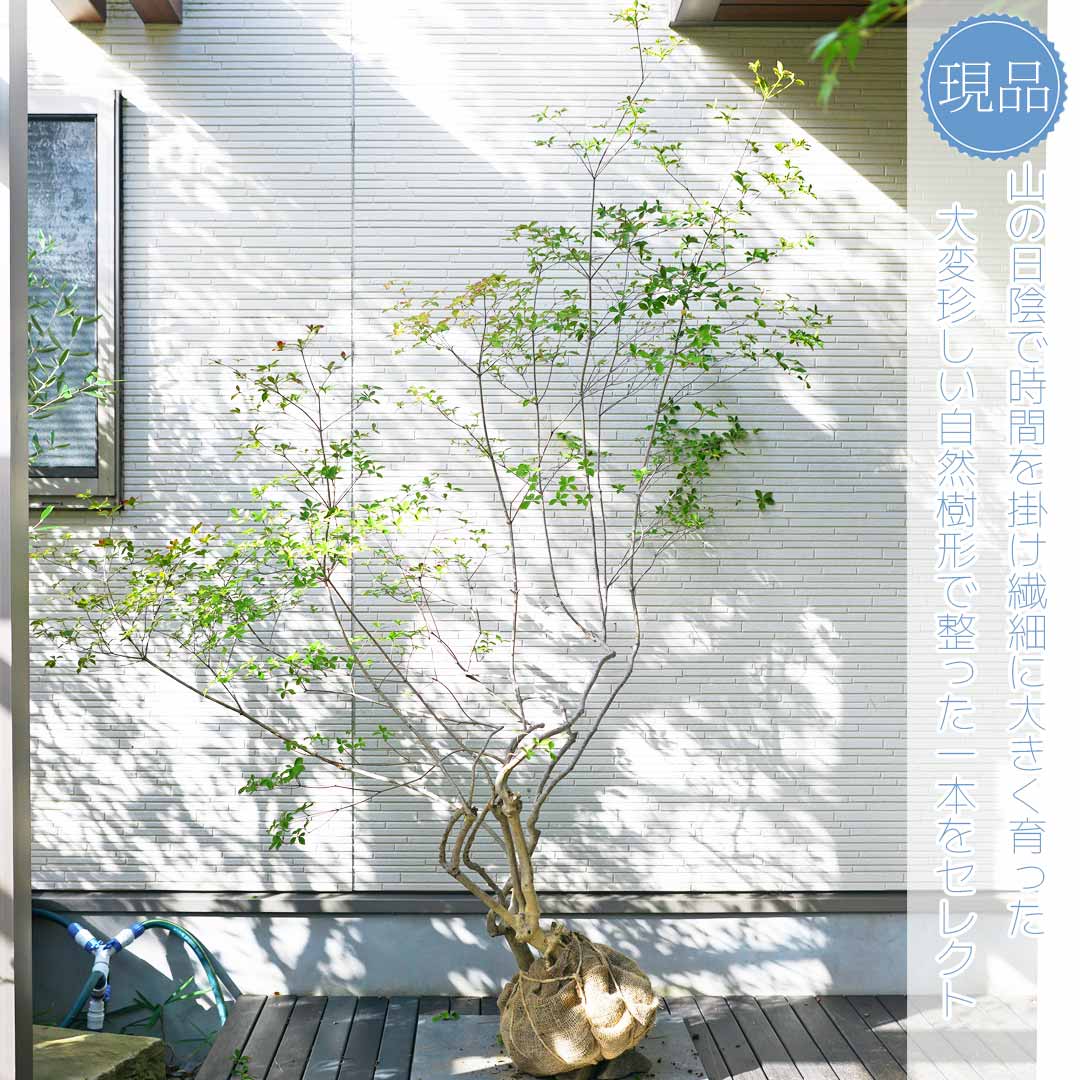 楽天市場】大型 山採り【ドウダンツツジ】株立ち 自然風樹形 樹高H