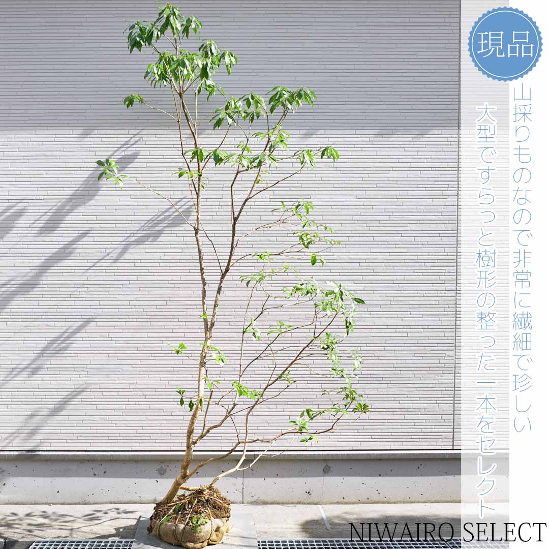 楽天市場】【現品】山採り【大型アセビ】白花 馬酔木 自然風樹形 樹高H