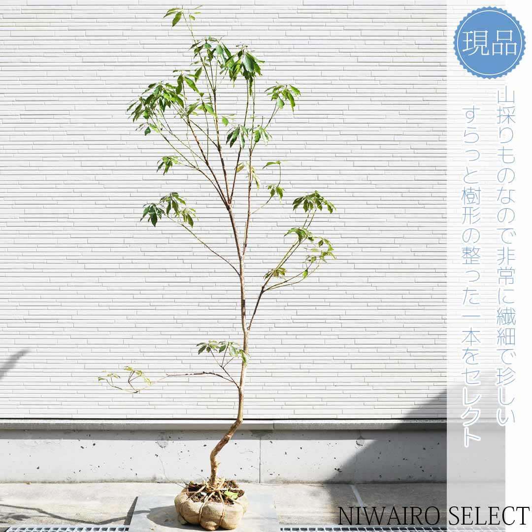 楽天市場】【現品】山採り【アセビ】白花 馬酔木 自然風樹形 樹高H