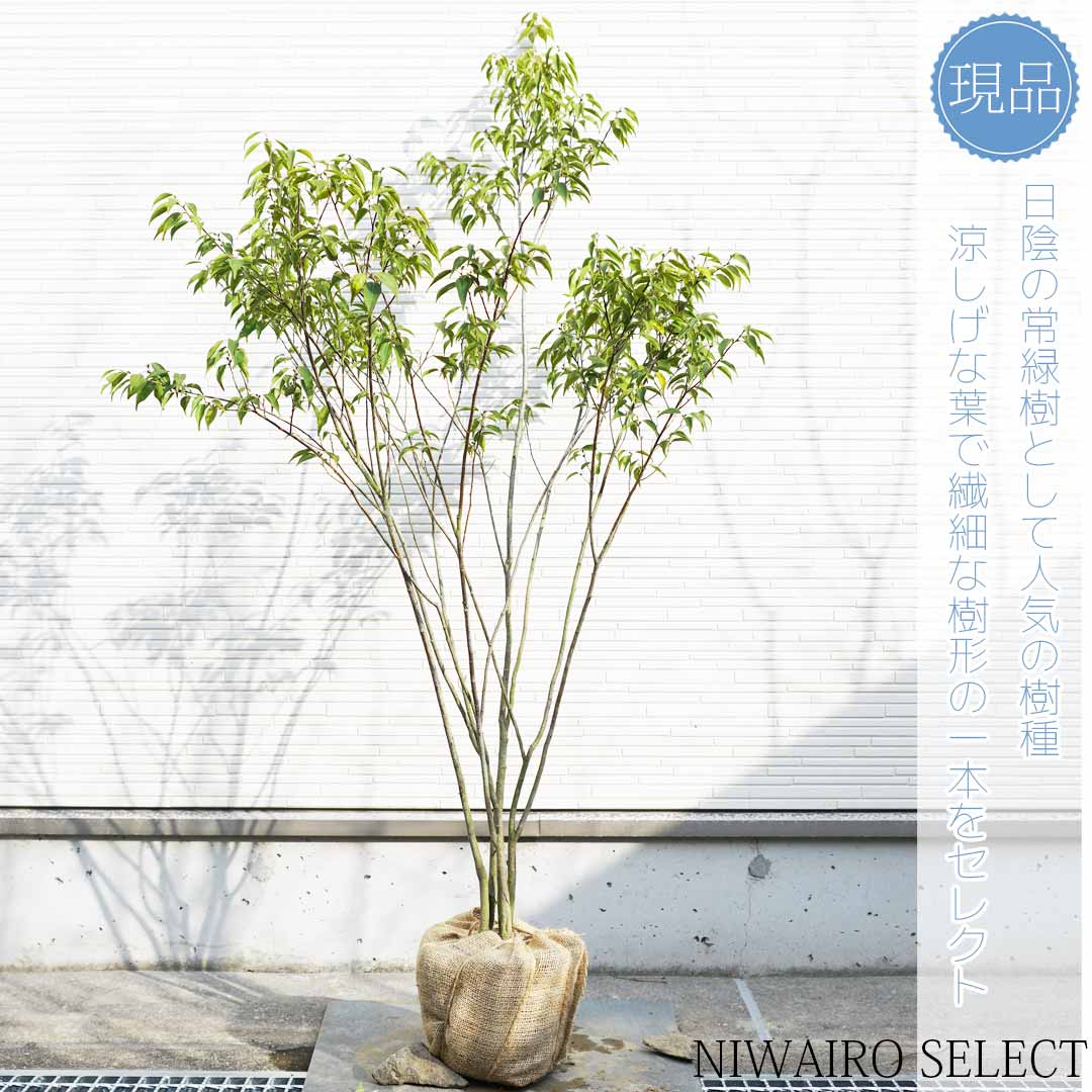 楽天市場】【ハイノキ】株立ち 自然風樹形 樹高H≒150 × 枝張W≒90cm