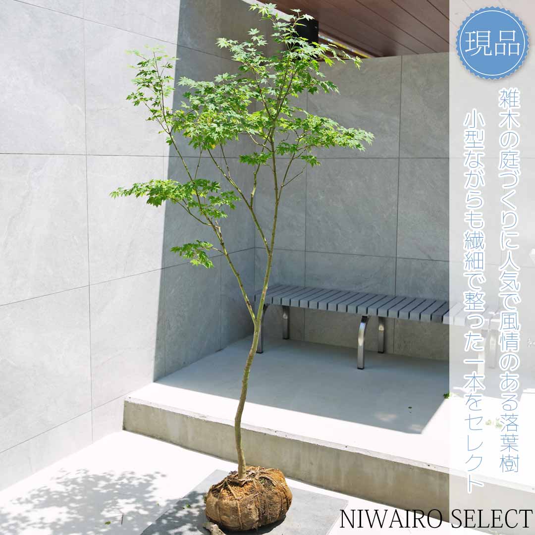 楽天市場】【現品】山採り【コハウチワカエデ】小羽団扇楓 自然風樹形