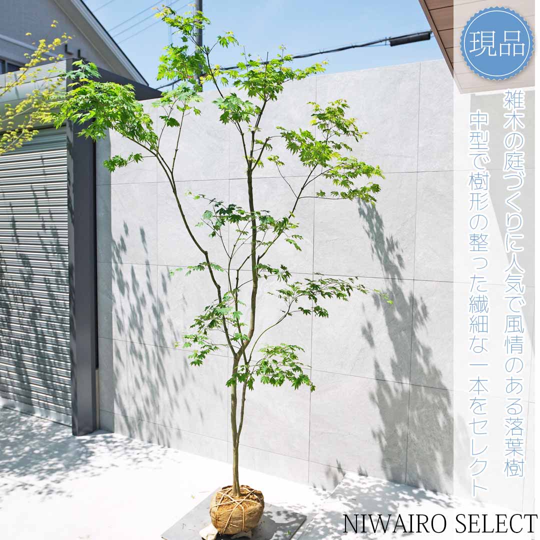 楽天市場】【現品】山採り【コハウチワカエデ】小羽団扇楓 株立ち 自然