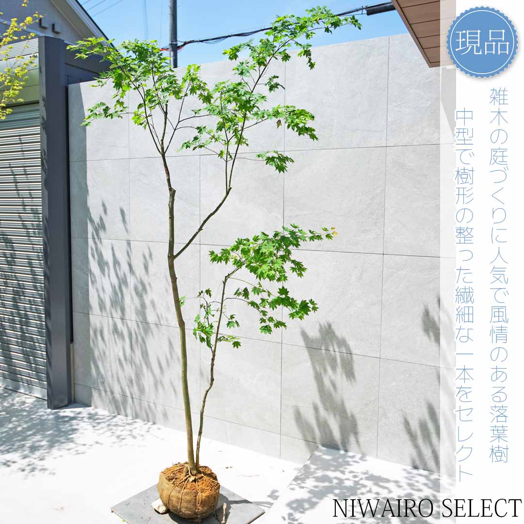 楽天市場】【現品】山採り【コハウチワカエデ】小羽団扇楓 株立ち 自然