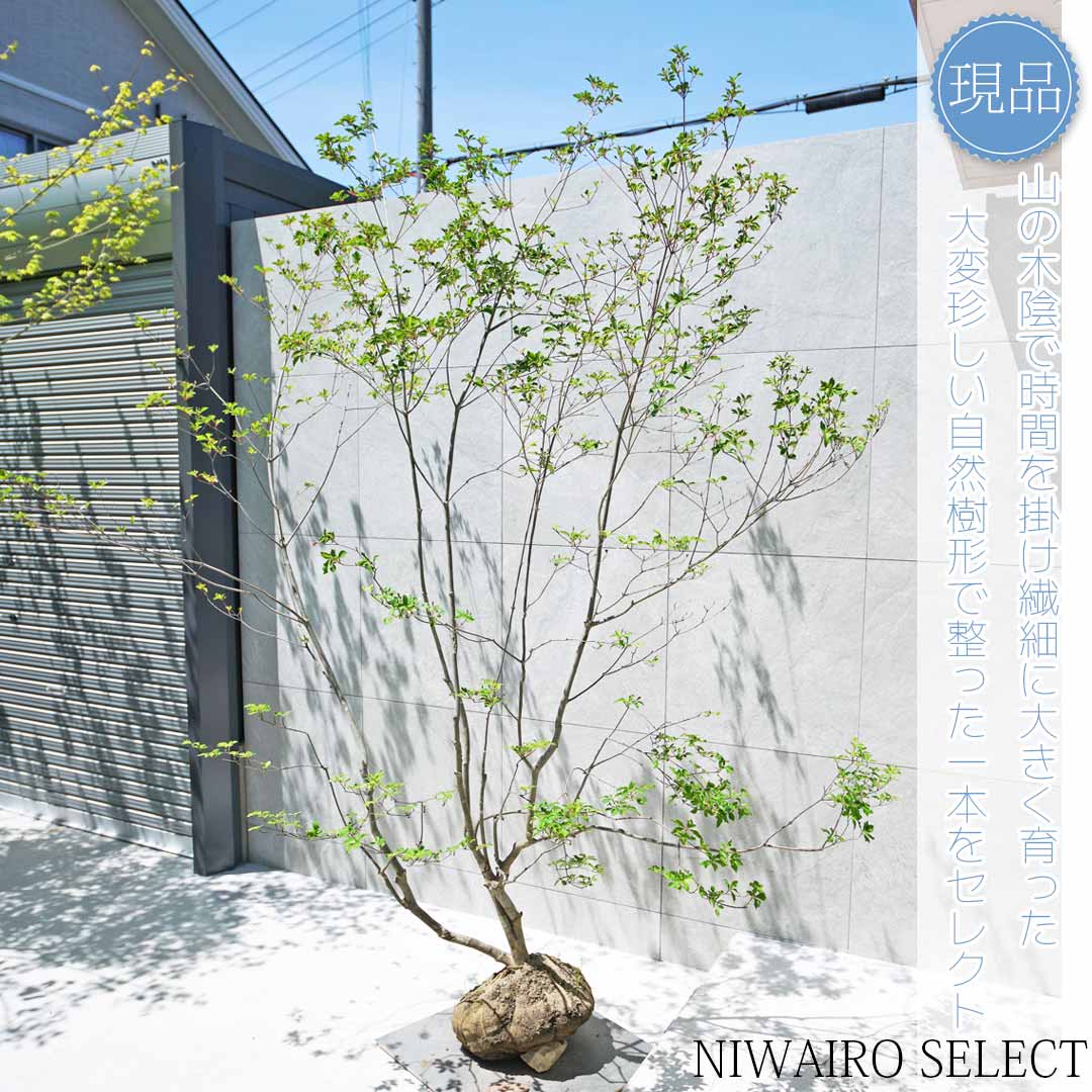 楽天市場】【現品】山採り【大型ドウダンツツジ】灯台躑躅 本株立ち