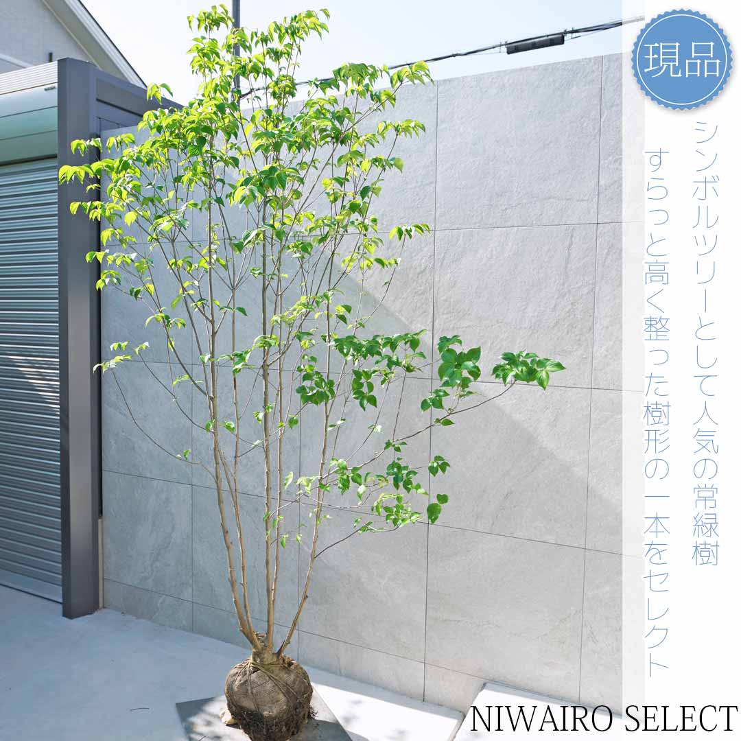 楽天市場】【現品】【ヤマボウシ】山法師 本株立ち 自然風樹形 樹高H