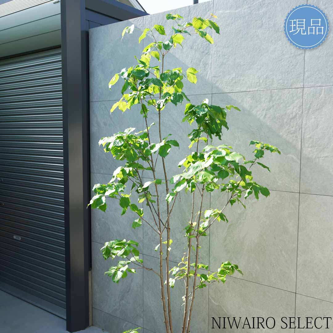 楽天市場】【現品】【ヤマボウシ】山法師 本株立ち 自然風樹形 樹高H