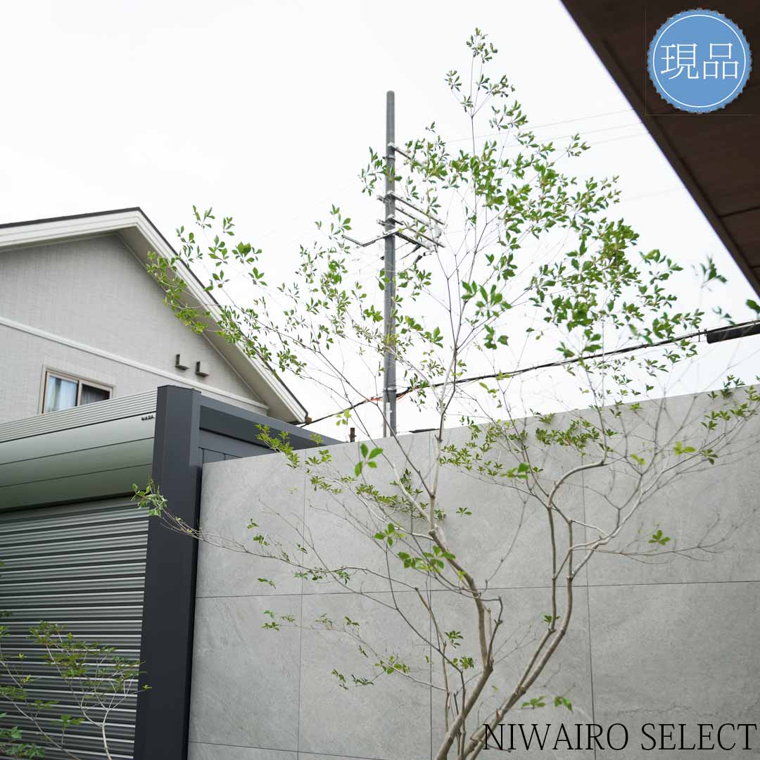 楽天市場】【現品】山採り【大型ドウダンツツジ】灯台躑躅 本株立ち