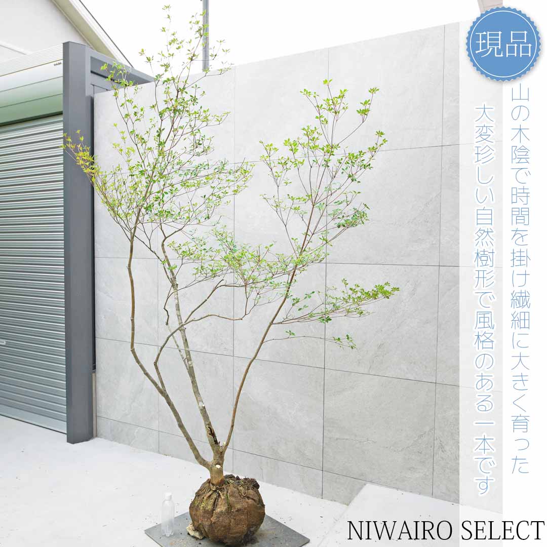 楽天市場】【現品】山採り【大型ドウダンツツジ】灯台躑躅 本株立ち