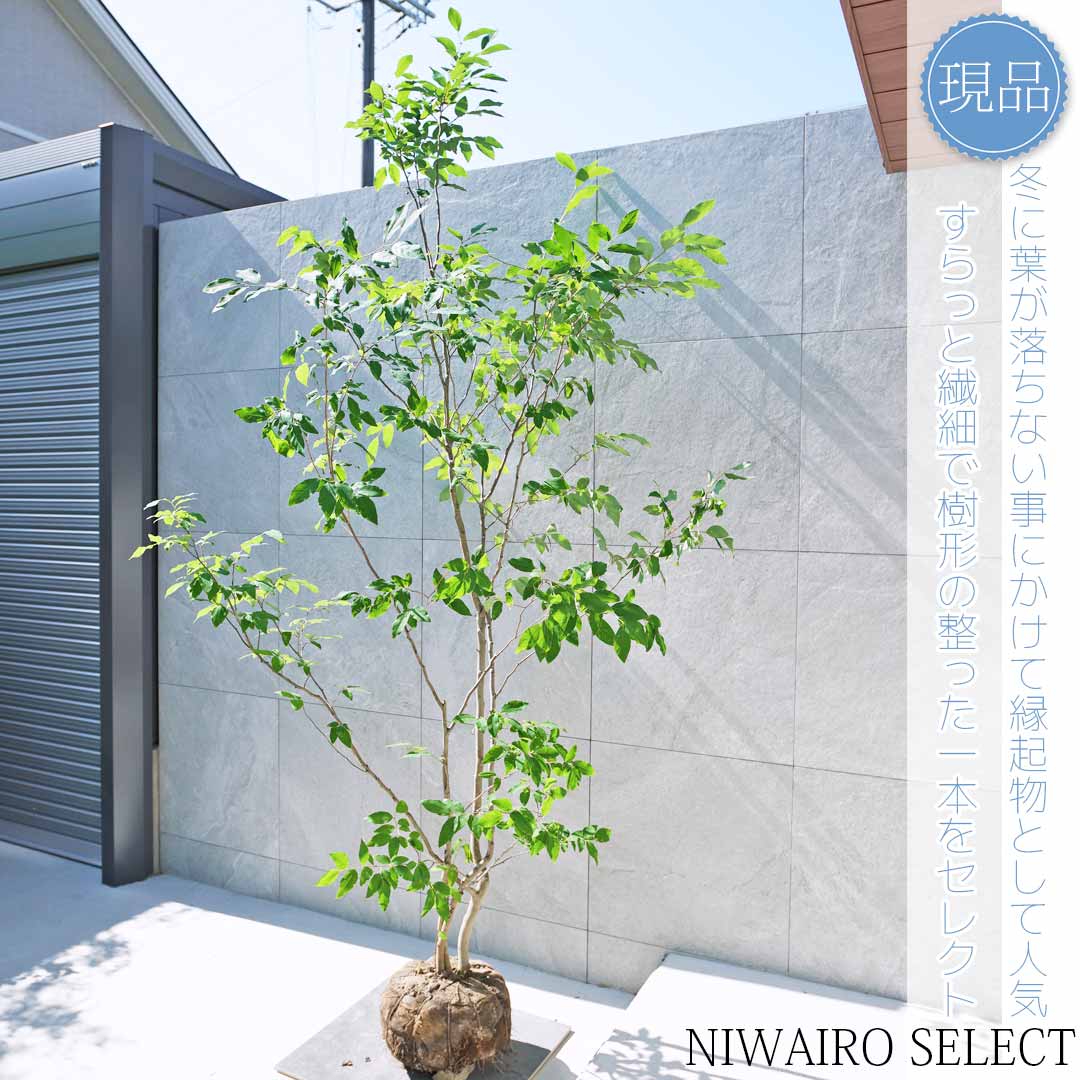 楽天市場】【現品】【ヤマコウバシ】山香ばし 株立ち 自然風樹形 樹高H