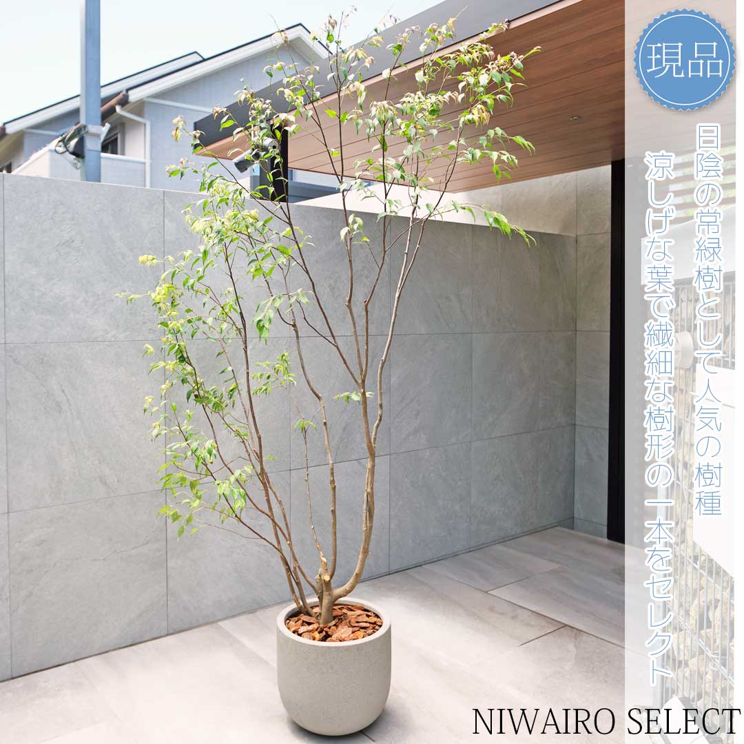 楽天市場】【現品】鉢植え【ハイノキ】本株立ち 自然風樹形 全高H≒230