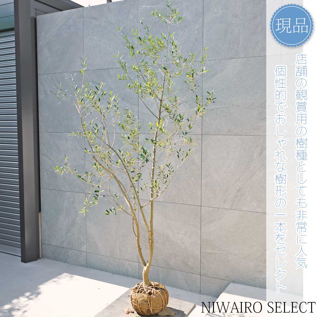 楽天市場】【現品】【オリーブの木】アルベキナ 自然風樹形 樹高H≒215