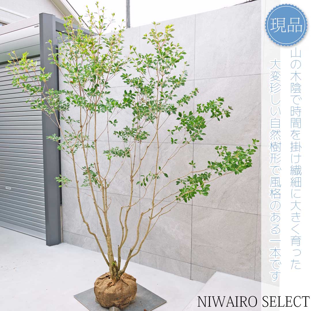 楽天市場】【現品】山採り【大型ドウダンツツジ】灯台躑躅 本株立ち