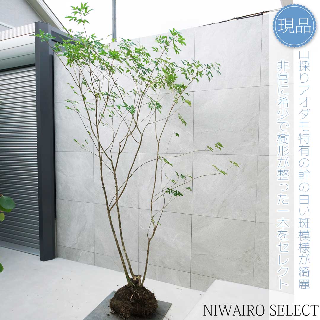 楽天市場】【現品】山採り【アオダモ】本株立ち 自然風樹形