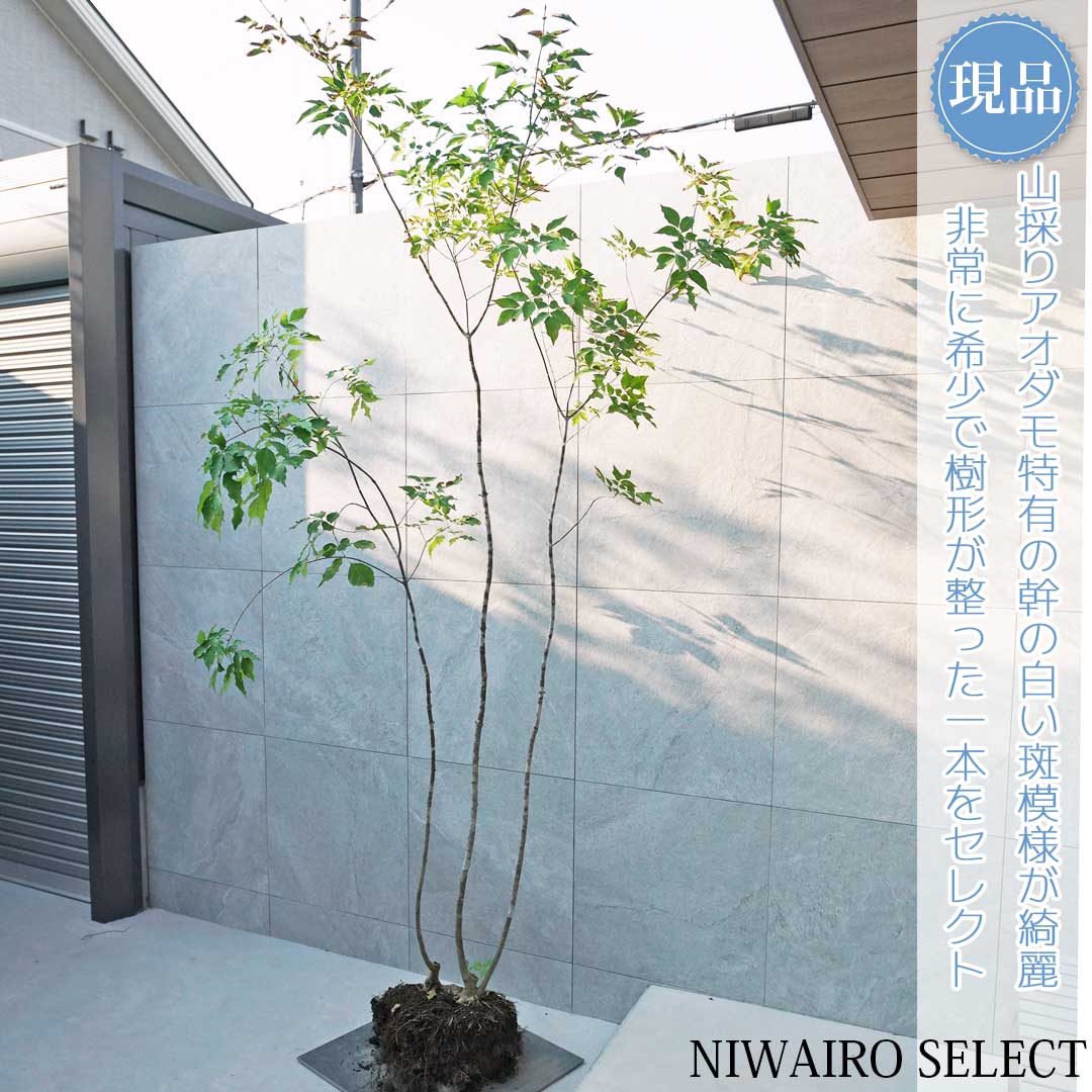 楽天市場】【現品】山採り【アオダモ】株立ち 自然風樹形