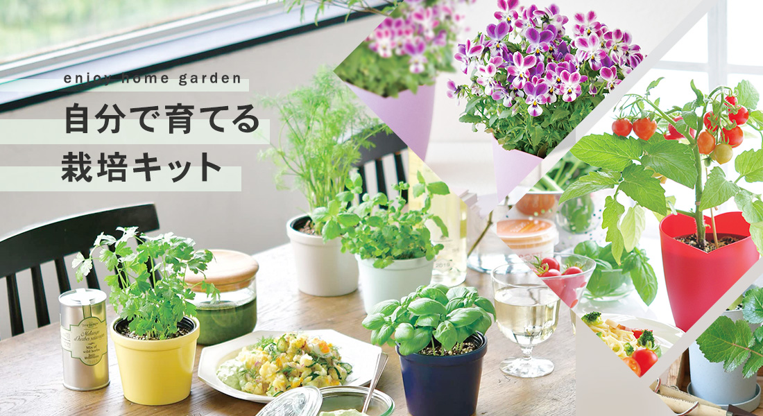 楽天市場】桔梗栽培セット GD-999 【ラッピング対応】 ガーデニング