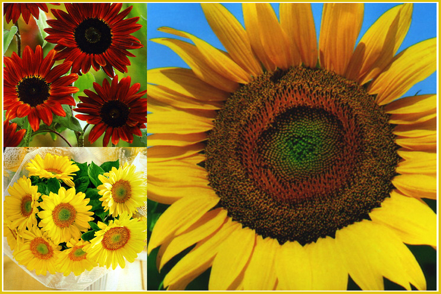 ひまわり特集：Ivy