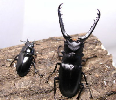 ギラファノコギリクワガタ飼育日誌 ／ クワガタムシ・カブトムシ専門店