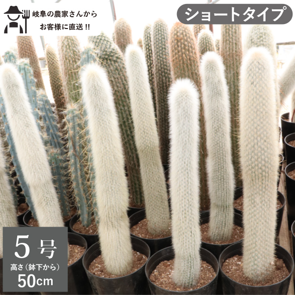 楽天市場】王冠竜 オウカンリュウ サボテン フェロカクタス 8号鉢 1鉢