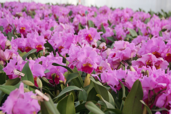 カトレア｜カトレアの山野井洋蘭